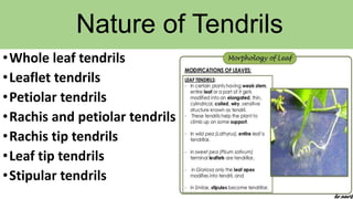 Nature of Tendrils
•Whole leaf tendrils
•Leaflet tendrils
•Petiolar tendrils
•Rachis and petiolar tendrils
•Rachis tip tendrils
•Leaf tip tendrils
•Stipular tendrils
 