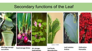 Secondary functions of the Leaf
Mucilage storage-
succulents
Food storage-Onion Air storage-
Hydrophytes
Leaf buds-
Reproduction
Leaf nodules-
Ardisia
Pollination-
Poinsettia
 