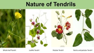 Nature of Tendrils
Whole leaf Tendril Leaflet Tendril Petiolar Tendril Rachis and petiolar Tendril
 