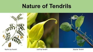 Nature of Tendrils
Leaf tip TendrilRachis tip Tendril Stipular Tendril
 