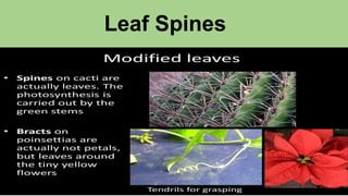 Leaf Spines
 