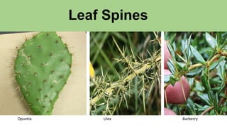 Leaf Spines
Opuntia Ulex Barberry
 