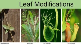 Leaf Modifications
Leaflet hooks Phyllodes Leaf bladders Leaf Pitchers
 