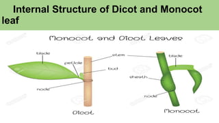 Internal Structure of Dicot and Monocot
leaf
 