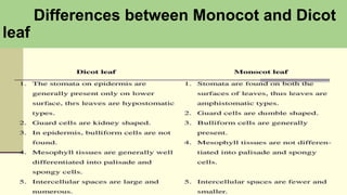 Differences between Monocot and Dicot
leaf
 