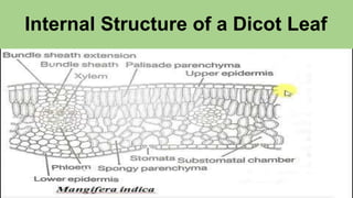 Internal Structure of a Dicot Leaf
 