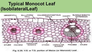 Typical Monocot Leaf
(IsobilateralLeaf)
 
