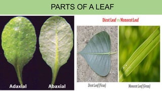 PARTS OF A LEAF
 