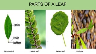 PARTS OF A LEAF
Petiolate leaf Sessile leaf Peltate leaf Phyllode
 