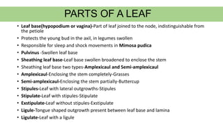 PARTS OF A LEAF
• Leaf base(hypopodium or vagina)-Part of leaf joined to the node, indistinguishable from
the petiole
• Protects the young bud in the axil, in legumes swollen
• Responsible for sleep and shock movements in Mimosa pudica
• Pulvinus -Swollen leaf base
• Sheathing leaf base-Leaf base swollen broadened to enclose the stem
• Sheathing leaf base two types-Amplexicaul and Semi-amplexicaul
• Amplexicaul-Enclosing the stem completely-Grasses
• Semi-amplexicaul-Enclosing the stem partially-Buttercup
• Stipules-Leaf with lateral outgrowths-Stipules
• Stipulate-Leaf with stipules-Stipulate
• Exstipulate-Leaf without stipules-Exstipulate
• Ligule-Tongue shaped outgrowth present between leaf base and lamina
• Ligulate-Leaf with a ligule
 