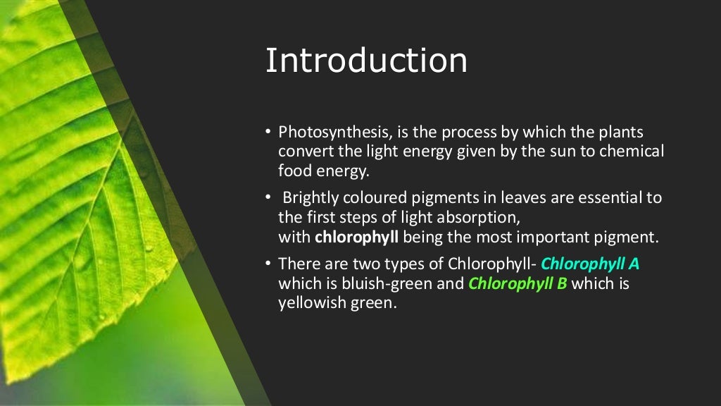 Leaf Chromatography