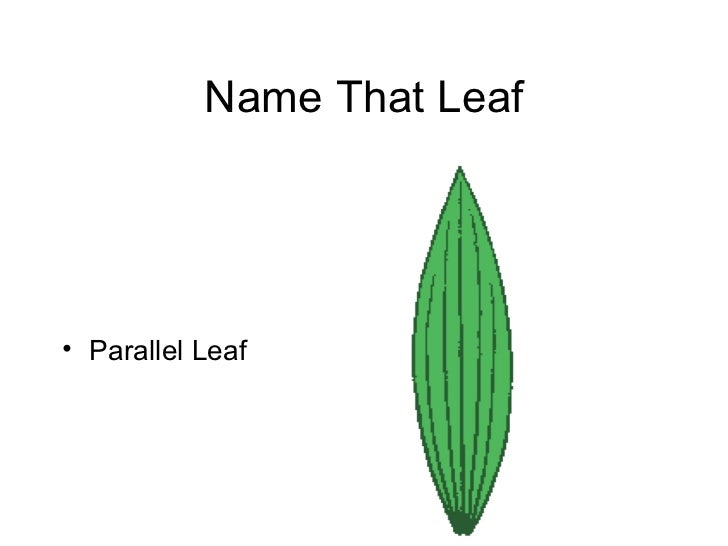 Leaf classification Part 2