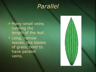 Parallel
 Many small veins
running the
length of the leaf.
 Long, narrow
leaves, like blades
of grass, tend to
have parallel
veins.
 