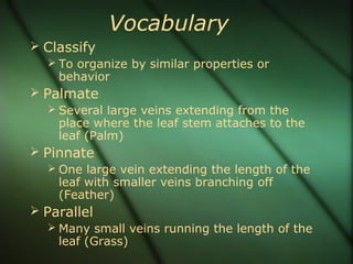 Vocabulary
 Classify
 To organize by similar properties or
behavior
 Palmate
 Several large veins extending from the
place where the leaf stem attaches to the
leaf (Palm)
 Pinnate
 One large vein extending the length of the
leaf with smaller veins branching off
(Feather)
 Parallel
 Many small veins running the length of the
leaf (Grass)
 