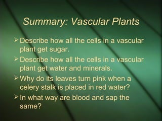 Summary: Vascular Plants
Describe how all the cells in a vascular
plant get sugar.
Describe how all the cells in a vascular
plant get water and minerals.
Why do its leaves turn pink when a
celery stalk is placed in red water?
In what way are blood and sap the
same?
 