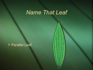 Name That Leaf
 Parallel Leaf
 