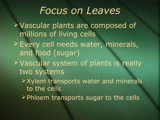 Focus on Leaves
Vascular plants are composed of
millions of living cells
Every cell needs water, minerals,
and food (sugar)
Vascular system of plants is really
two systems
Xylem transports water and minerals
to the cells
Phloem transports sugar to the cells
 