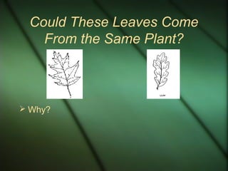 Could These Leaves Come
From the Same Plant?
 Why?
 