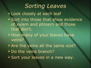 Sorting Leaves
Look closely at each leaf
Sort into those that show evidence
of xylem and phloem and those
that don’t.
How many of your leaves have
veins?
Are the veins all the same size?
Do the veins branch?
Sort your leaves in a new way.
 