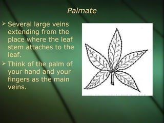 Palmate
 Several large veins
extending from the
place where the leaf
stem attaches to the
leaf.
 Think of the palm of
your hand and your
fingers as the main
veins.
 