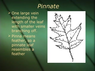 Pinnate
 One large vein
extending the
length of the leaf
with smaller veins
branching off.
 Pinna means
feather, so a
pinnate leaf
resembles a
feather
 