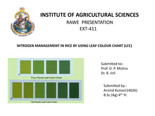 INSTITUTE OF AGRICULTURAL SCIENCES
RAWE PRESENTATION
EXT-411
NITROGEN MANAGEMENT IN RICE BY USING LEAF COLOUR CHART (LCC)
Submitted to:-
Prof. O. P. Mishra
Dr. B. Jirli
Submitted by:-
Arvind Kumar(14026)
B.Sc.(Ag) 4th Yr.
 