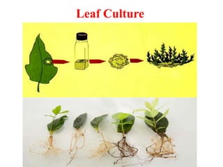 Leaf Culture
 