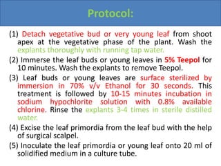 Springboard Leaf Protocol.pdf Leaf culture | PPTX