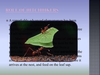 Polymorphism Ant Leafcutter ants | PPTX