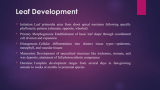 Leaf development, adaptation and structure.pptx