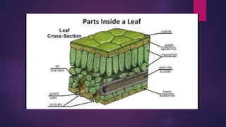 Leaf development, adaptation and structure.pptx