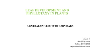 LEAF DEVELOPMENT AND
PHYLLOTAXY IN PLANTS
CENTRAL UNIVERSITY OF KARNATAKA
Akash. V
MSc life sciences
Roll no. 2019MLS01
Department of Lifesciences
 