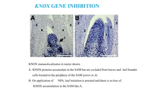 Leaf development in plants by Akash Naara