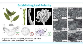 Leaf development in plants by Akash Naara
