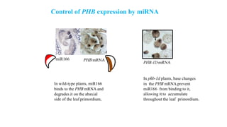 Leaf development in plants by Akash Naara