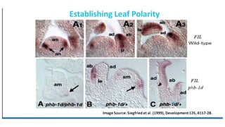 Leaf development in plants by Akash Naara