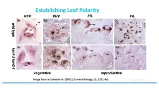 Leaf development in plants by Akash Naara