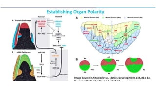 Leaf development in plants by Akash Naara