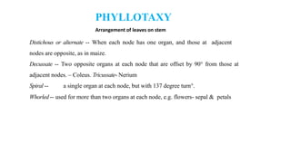 Leaf development in plants by Akash Naara