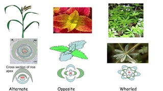 Leaf development in plants by Akash Naara