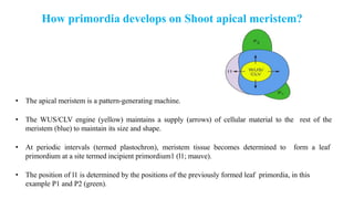 Leaf development in plants by Akash Naara
