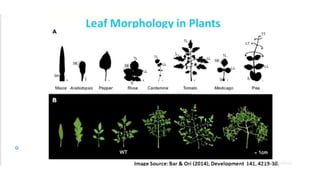 Leaf development in plants by Akash Naara