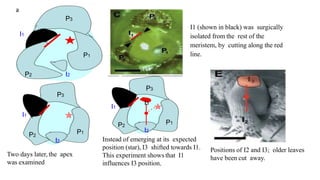Leaf development in plants by Akash Naara