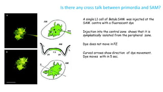 Leaf development in plants by Akash Naara