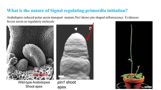 Leaf development in plants by Akash Naara