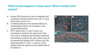 Leaf development in plants by Akash Naara
