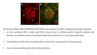 Leaf development in plants by Akash Naara