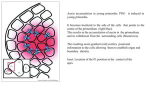 Leaf development in plants by Akash Naara