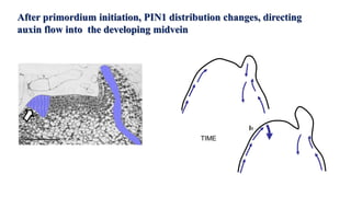 Leaf development in plants by Akash Naara