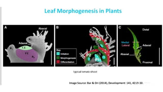 Leaf development in plants by Akash Naara